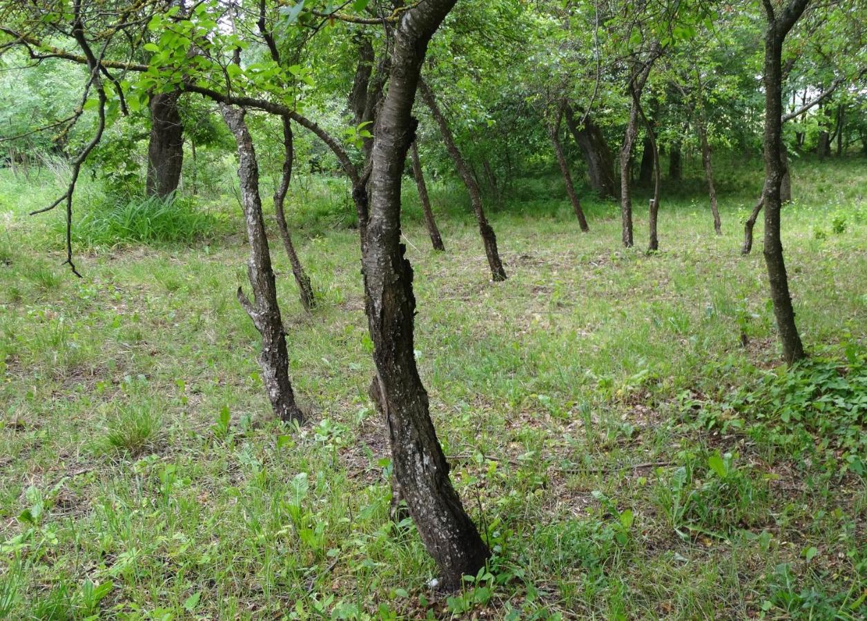 Bed and Breakfast Dom Na Mazurach Pilec Экстерьер фото