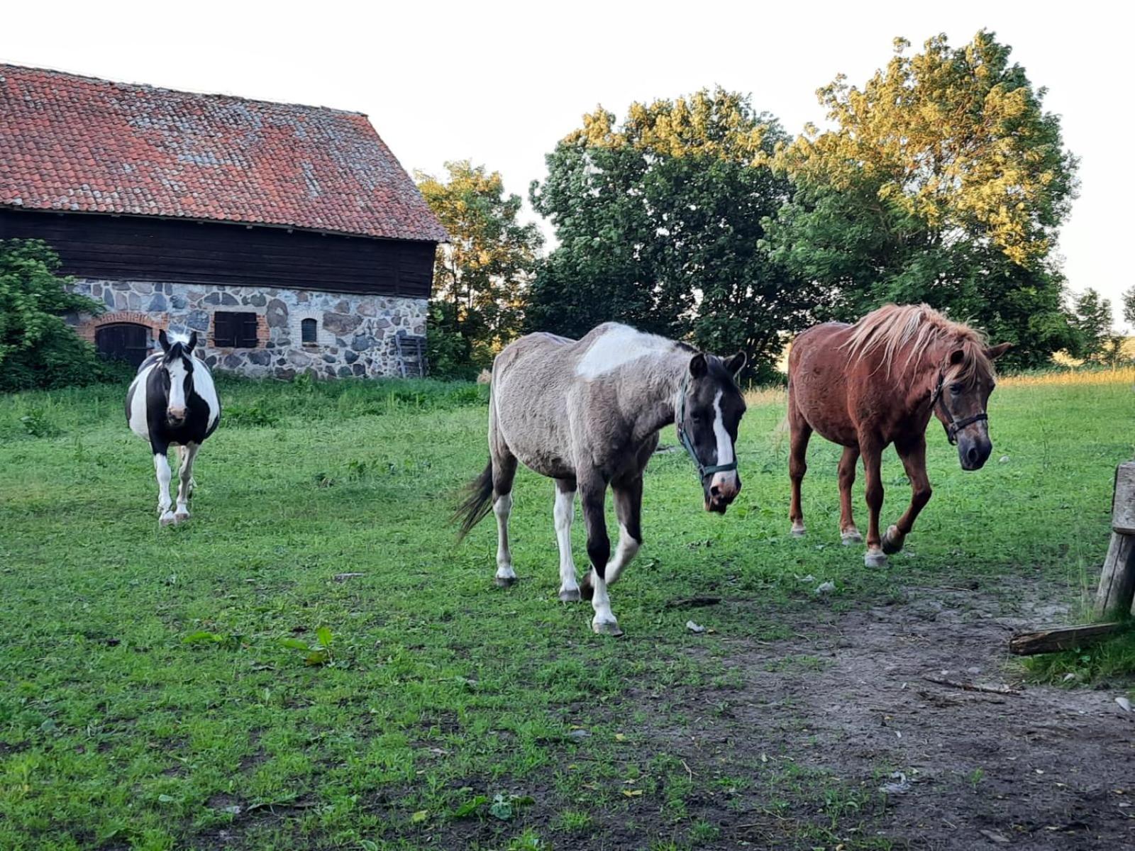 Bed and Breakfast Dom Na Mazurach Pilec Экстерьер фото